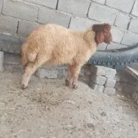 بره ماده