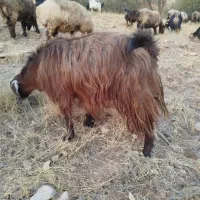 بزقسردرجه یک