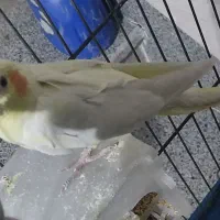 عروس هلندی لوتینو