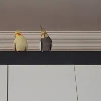 عروس هلندی نروماده