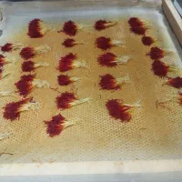 دستگاه زعفران خشک کن پرسی جکدار اتومات|سایر لوازم برقی|تربت‌حیدریه, طالقانی|دیوار