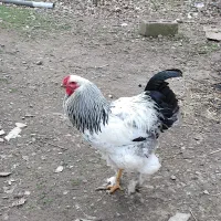 خروس امپراطور برهما