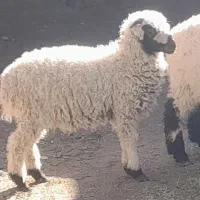 بره نر پرواری