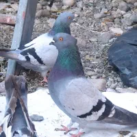 یک سبز کلای ماد چنگ ریز