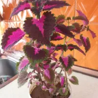 تعداد ۳عدد گل حسن یوسف (گل مخمل)|گل و گیاه طبیعی|تهران, جوادیه تهرانپارس|دیوار