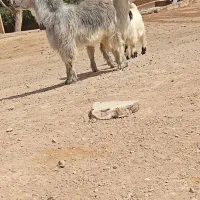 بزغاله