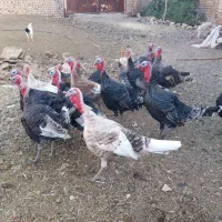 بوقلمون|حیوانات مزرعه|جعفرآباد, |دیوار
