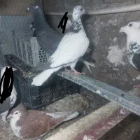 کفتر|پرنده|تربت‌حیدریه, کلاته توکلی|دیوار