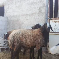 قوچ شال قوچ همو میش ژن دار|حیوانات مزرعه|شیراز, کرونی(خاتونک)|دیوار