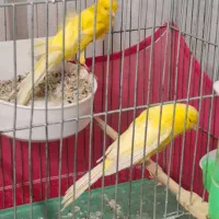 قناری رسمی بلند شاخص|پرنده|تهران, سردارجنگل|دیوار