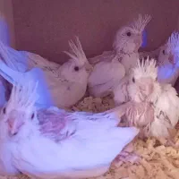 عروس هلندی البینو با ۵ عدد جوجه بزرگ