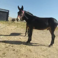قاطر‌‌سن‌۵‌گمشده‌‌هر‌کس‌بیدا‌کن‌مژ‌دکان‌داده‌میشه