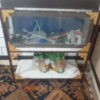 آکواریوم|ماهی|شوشتر, |دیوار