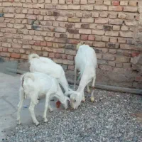 بز سانن