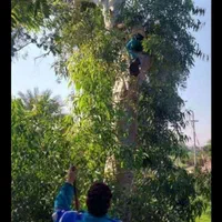 بریدن انواع درخت ودرختان مزاحم وهرس درخت