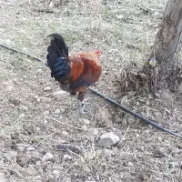 مرغ و خروس