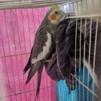 عروس هلندی آماده بالغ