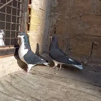 کبوتر خوشرنگ سیا پوش|پرنده|قزوین, |دیوار