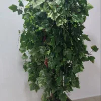 درختچه