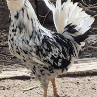 خروس گلین پنگوئنی جوان