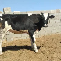 گاو گوساله تعاونی ارزون قیمت|حیوانات مزرعه|شیراز, گویم|دیوار