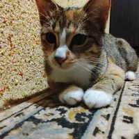 گربه رایگان|گربه|لاهیجان, خالو باغ|دیوار