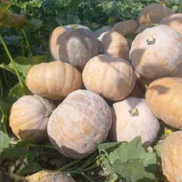 کدو زرد و شیرین