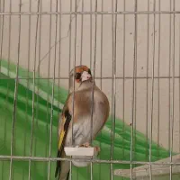 جوجه سهره|پرنده|خرمدره, |دیوار