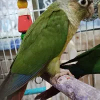 طوطی گرینیچک|پرنده|اهواز, کوی علوی|دیوار