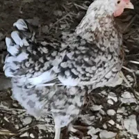 مرغ وخروس گلین ومعمولی