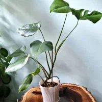 گلهای آپارتمانی مناسب هدیه|گل و گیاه طبیعی|ارومیه, |دیوار