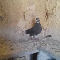 کفتر قره دم سفید نر پرشی ضمانت   پرش