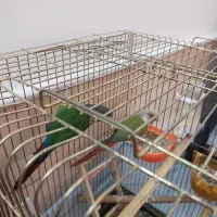 گیرینچیک نروماده مولد|پرنده|قم, باغ کرباسی|دیوار