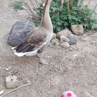 قو غاز ۲ساله