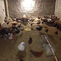 مرغ بومی محلی|حیوانات مزرعه|فولادشهر, مسکن مهر فولادشهر|دیوار