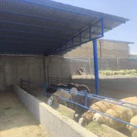 بره نر