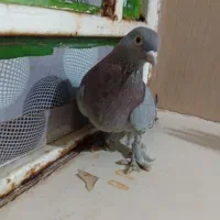 کفتر گوگ ماده|پرنده|امیدیه, |دیوار