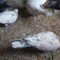 کفتر هفرنگ|پرنده|قزوین, |دیوار