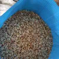 بادام زمینی کره گیری هندی درجه یک پخت روز|خوردنی و آشامیدنی|تهران, شوش|دیوار