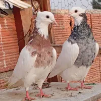 کبوتر طوقی کاکولی|پرنده|گنبد کاووس, |دیوار