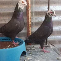 کبوتر