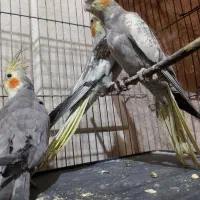 عروس‌هلندی|پرنده|نیشابور, خیام|دیوار