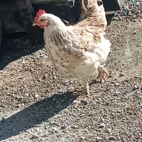 مرغ|حیوانات مزرعه|الشتر, |دیوار