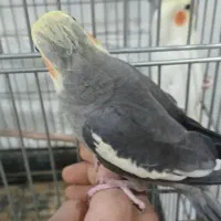 فروش عروس هلندی|پرنده|داراب, |دیوار