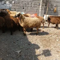 سالم و به شرط|حیوانات مزرعه|اردبیل, |دیوار