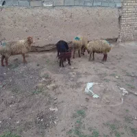 گوسفند..کاور