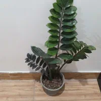 زاموفیلیا  بلک|گل و گیاه طبیعی|رشت, پل تالشان|دیوار