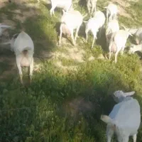 بز سانن کهره سانن پازن سانن اصل