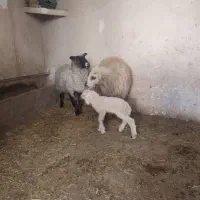 میش و بره زا اول