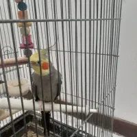 عروس هلندی نروماده|پرنده|ری, شهید بهشتی|دیوار